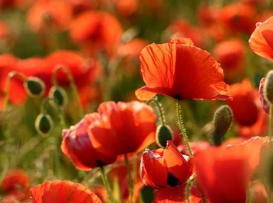 coquelicot